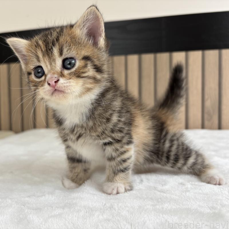 成約済の千葉県のミヌエット-127780の2枚目