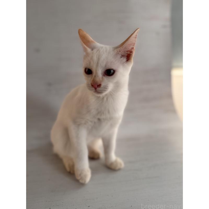 販売中の長野県のトイボブ-123008の13枚目