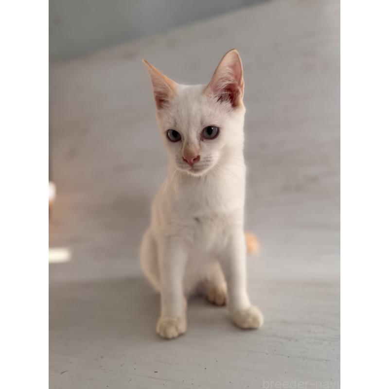 販売中の長野県のトイボブ-123008の12枚目