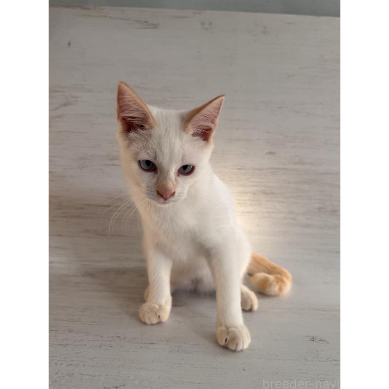 販売中の長野県のトイボブ-123008の11枚目