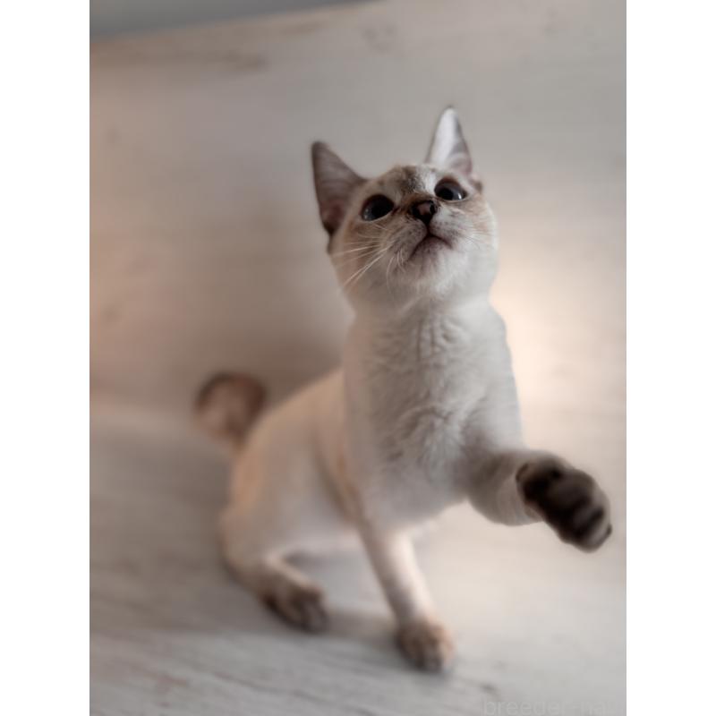 販売中の長野県のトイボブ-123007の8枚目