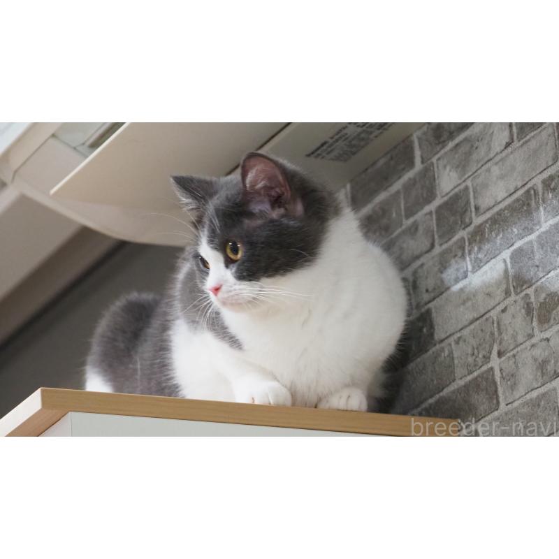 チャーチルちゃん1枚目