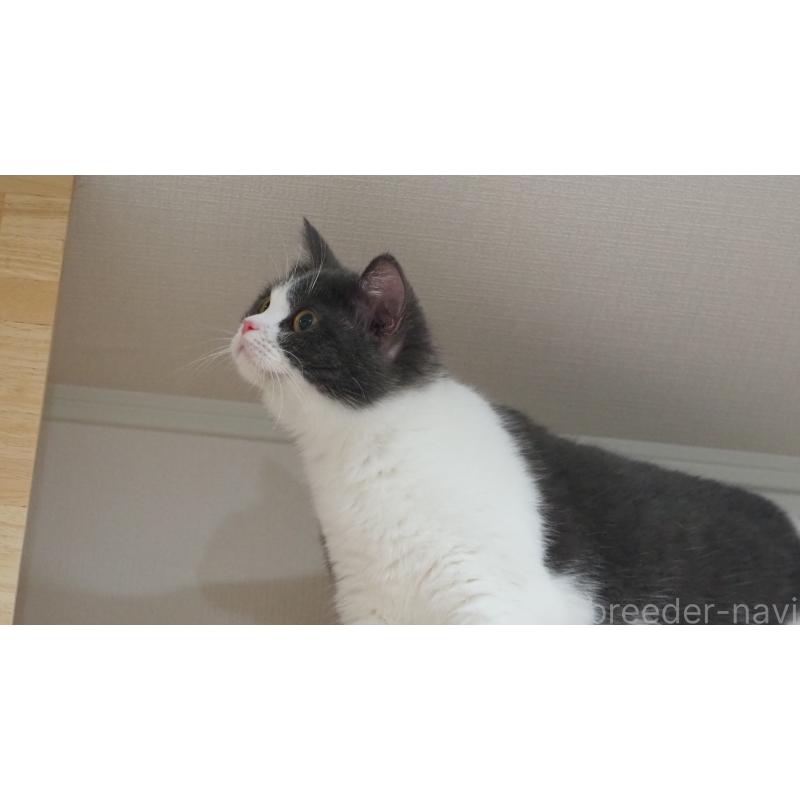 チャーチルちゃん1枚目