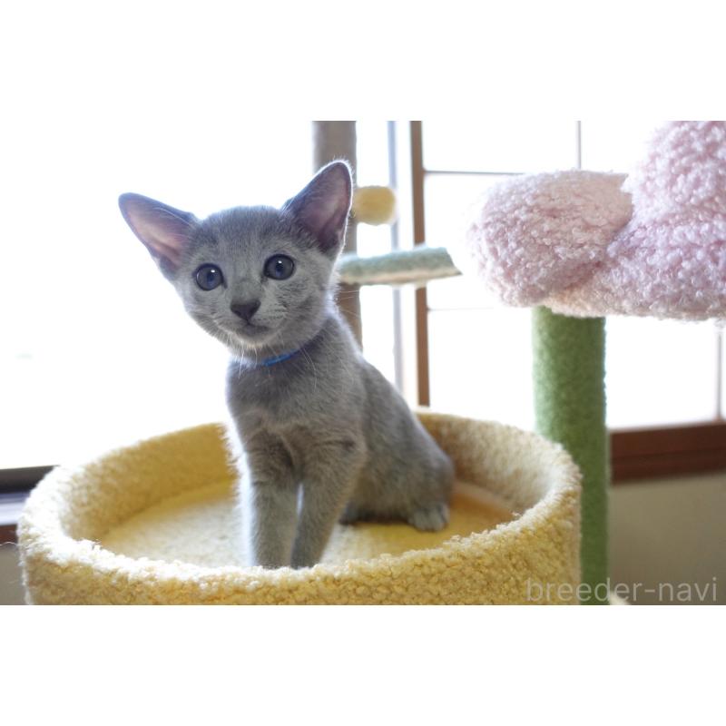 成約済の埼玉県のロシアンブルー-126694の17枚目