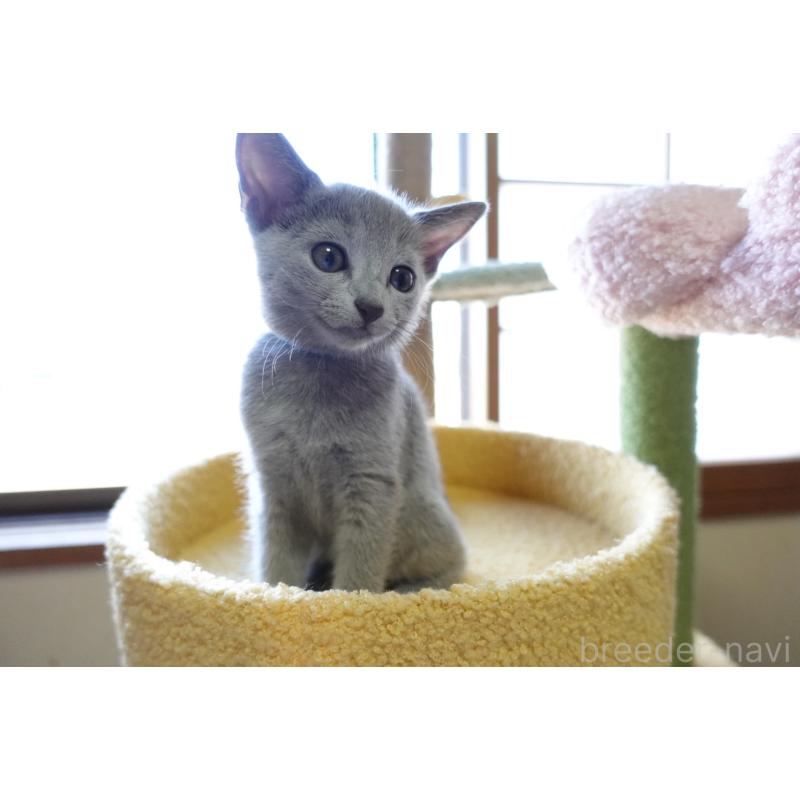 成約済の埼玉県のロシアンブルー-126694の16枚目