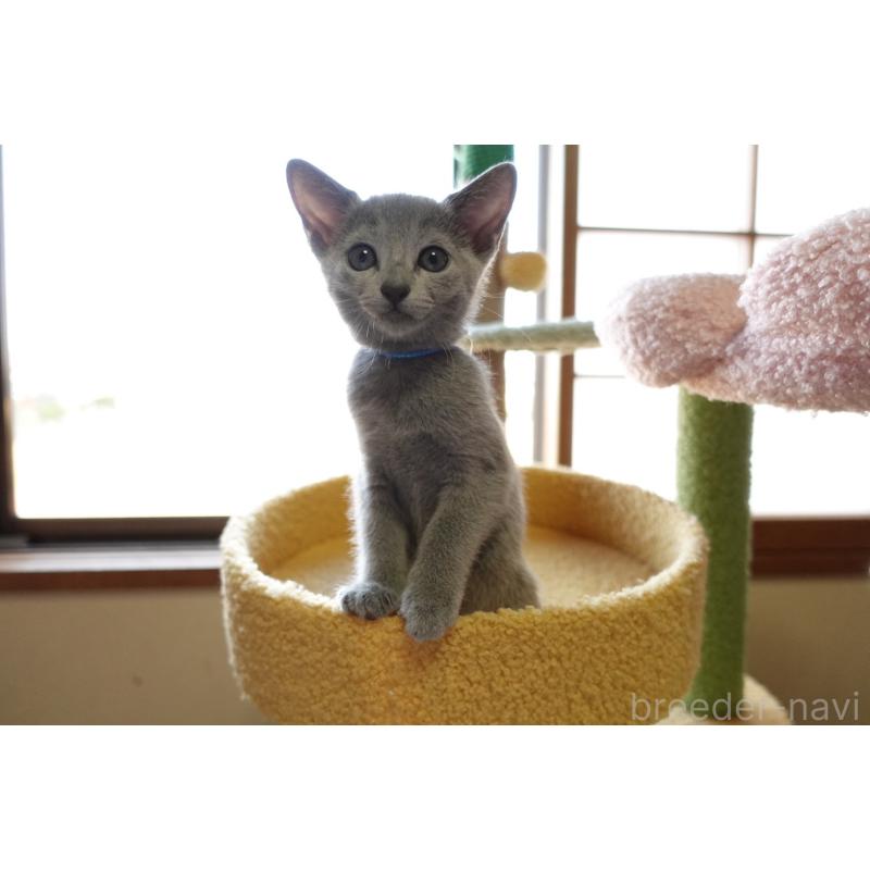 成約済の埼玉県のロシアンブルー-126694の15枚目