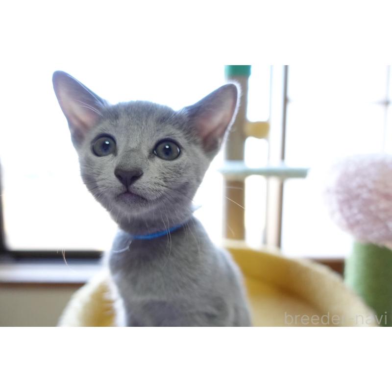 成約済の埼玉県のロシアンブルー-126694の14枚目