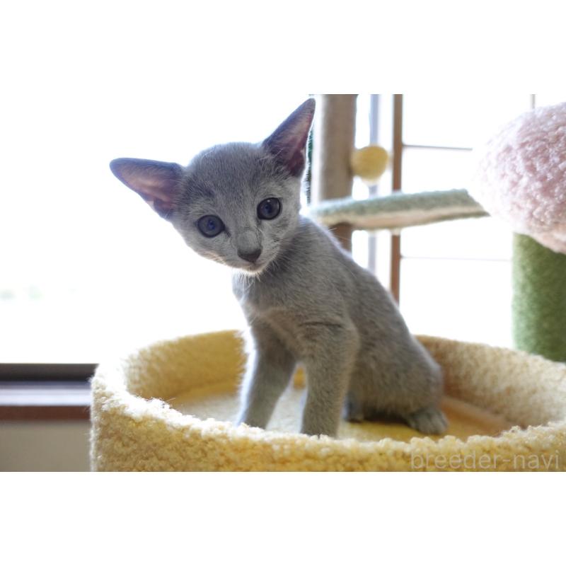 成約済の埼玉県のロシアンブルー-126694の13枚目