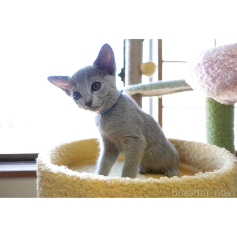 成約済の埼玉県のロシアンブルー-126694の12枚目