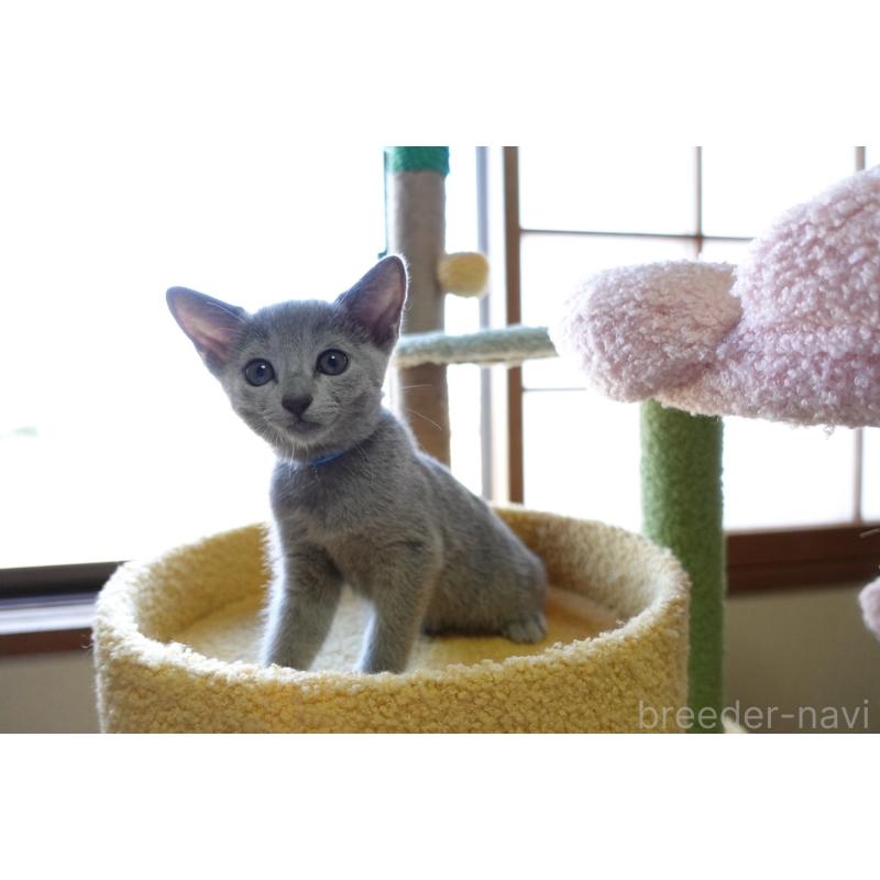 成約済の埼玉県のロシアンブルー-126694の11枚目