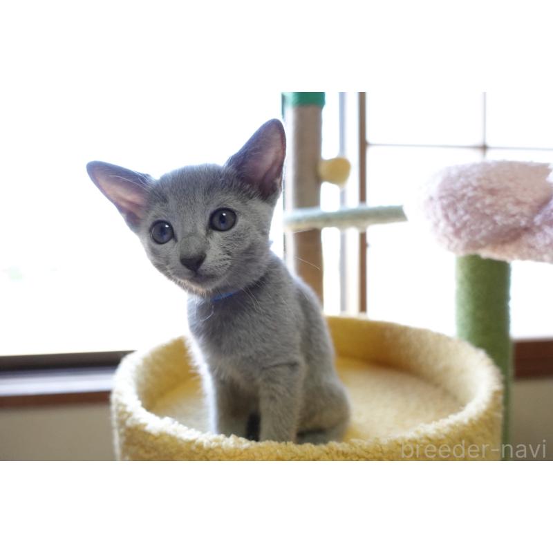 成約済の埼玉県のロシアンブルー-126694の10枚目