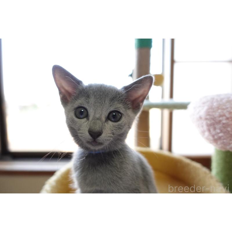 成約済の埼玉県のロシアンブルー-126694の9枚目