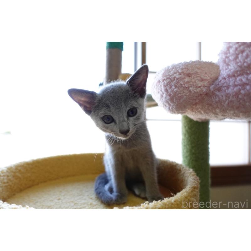 成約済の埼玉県のロシアンブルー-126694の8枚目