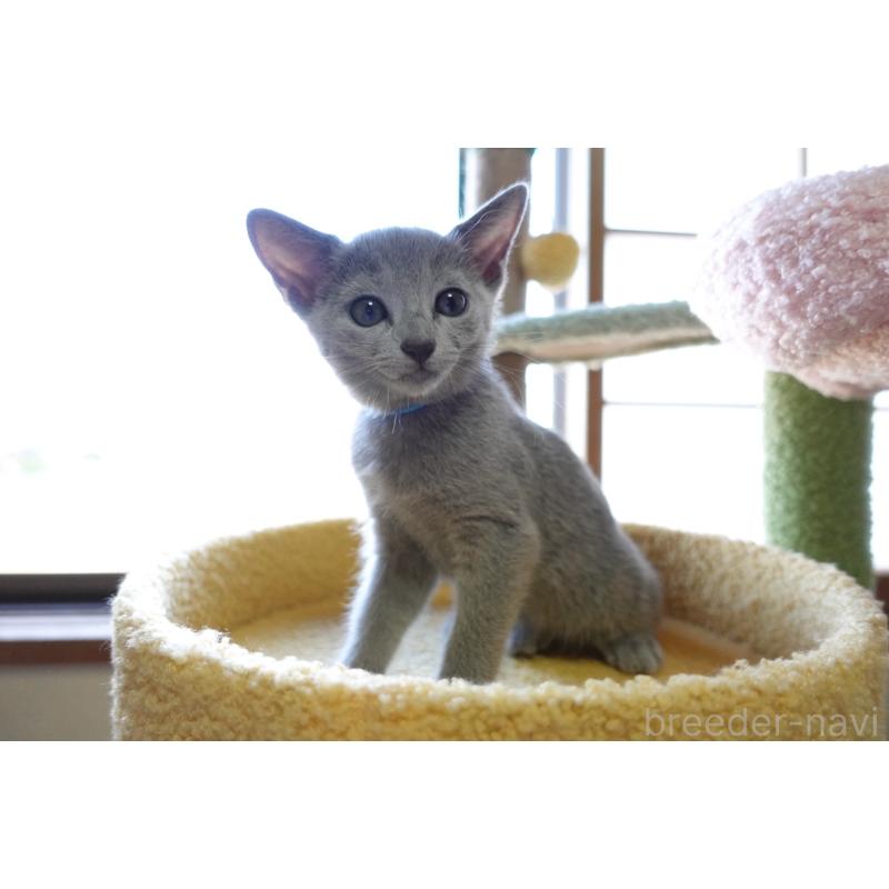 成約済の埼玉県のロシアンブルー-126694の7枚目