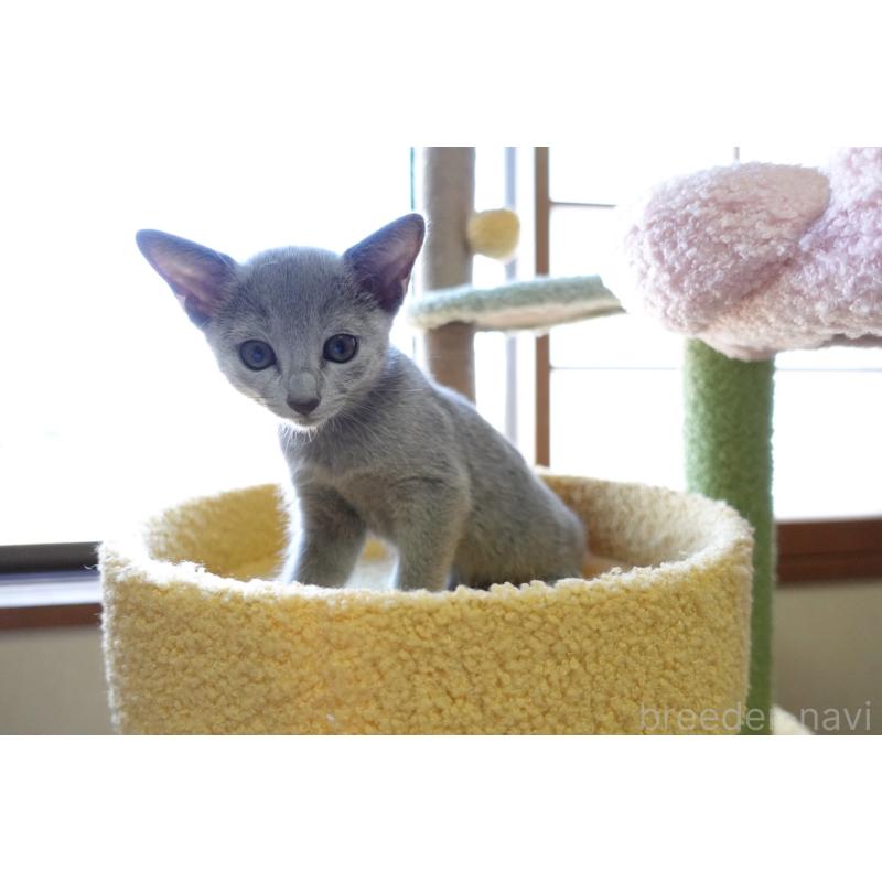 成約済の埼玉県のロシアンブルー-126694の6枚目