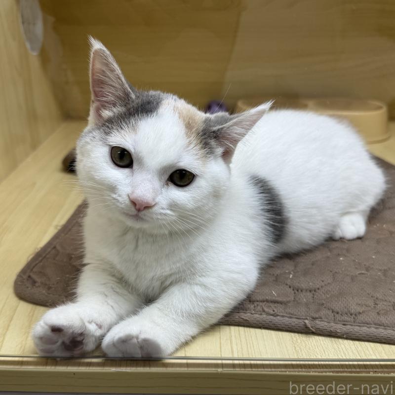 販売中ののマンチカン(短足)-125942