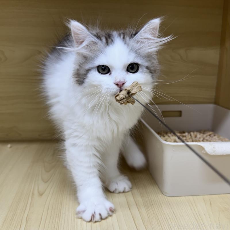 販売中の東京都のサイベリアン-124006の6枚目