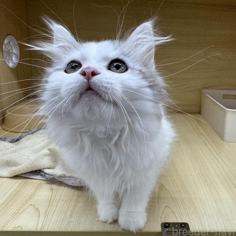 販売中の東京都のサイベリアン-124006の5枚目