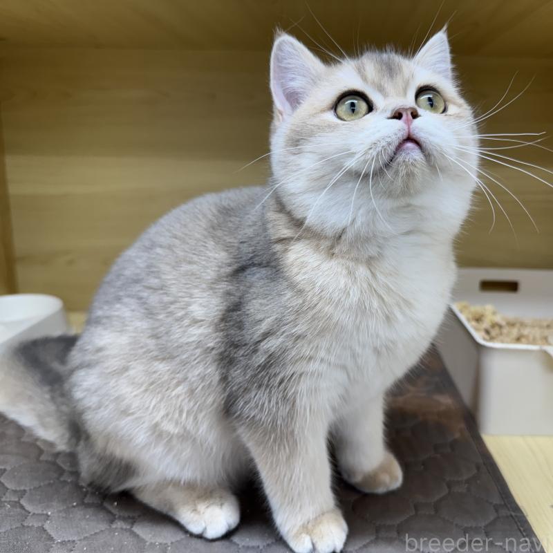 成約済の東京都のブリティッシュショートヘア-120619の4枚目