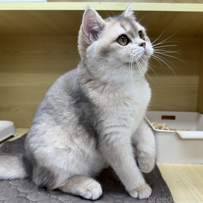 成約済の東京都のブリティッシュショートヘア-120619の3枚目