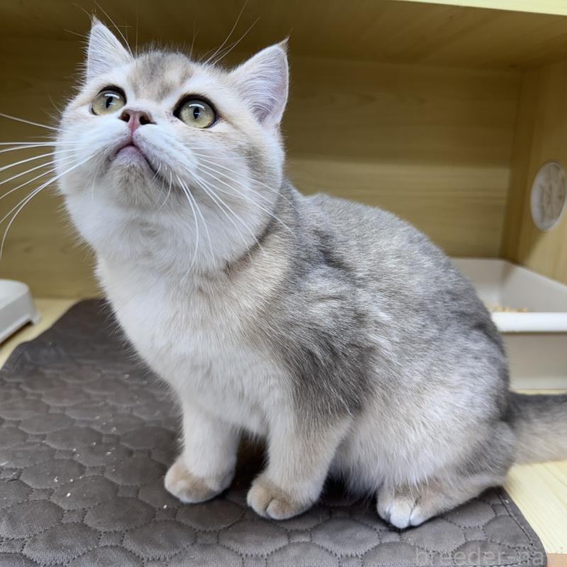 成約済の東京都のブリティッシュショートヘア-120619の2枚目