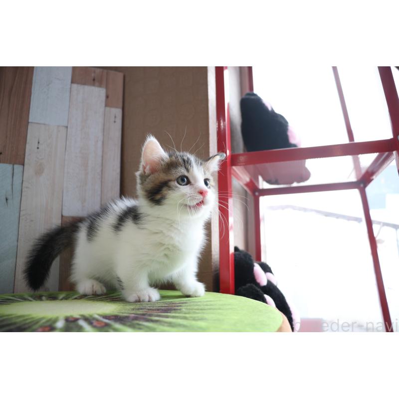 販売中の大阪府のマンチカン(短足)-127372の20枚目