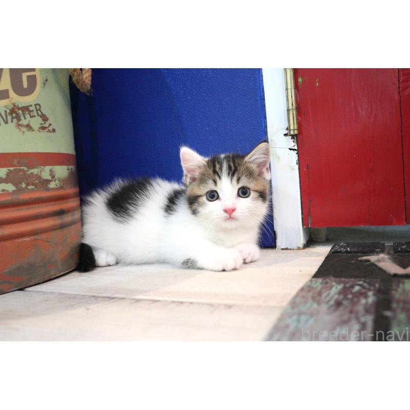 販売中の大阪府のマンチカン(短足)-127372の19枚目