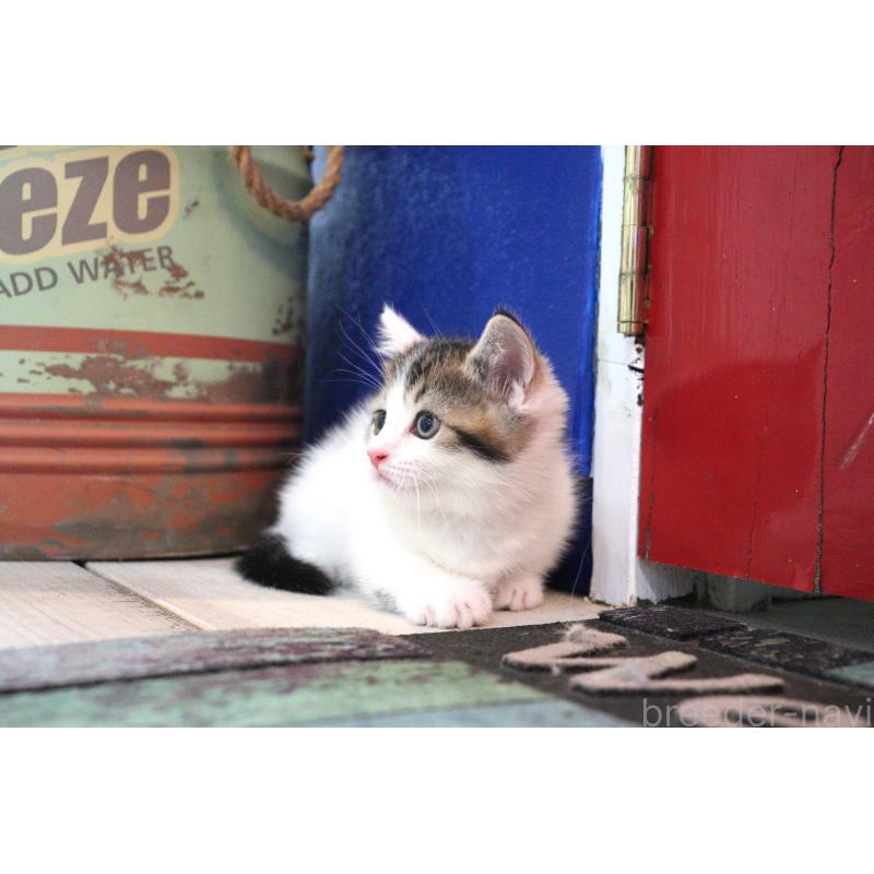 販売中の大阪府のマンチカン(短足)-127372の18枚目