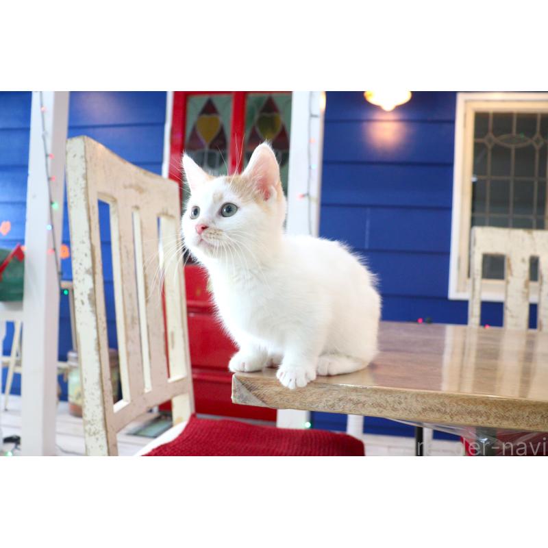 販売中の大阪府のマンチカン(短足)-123963の21枚目