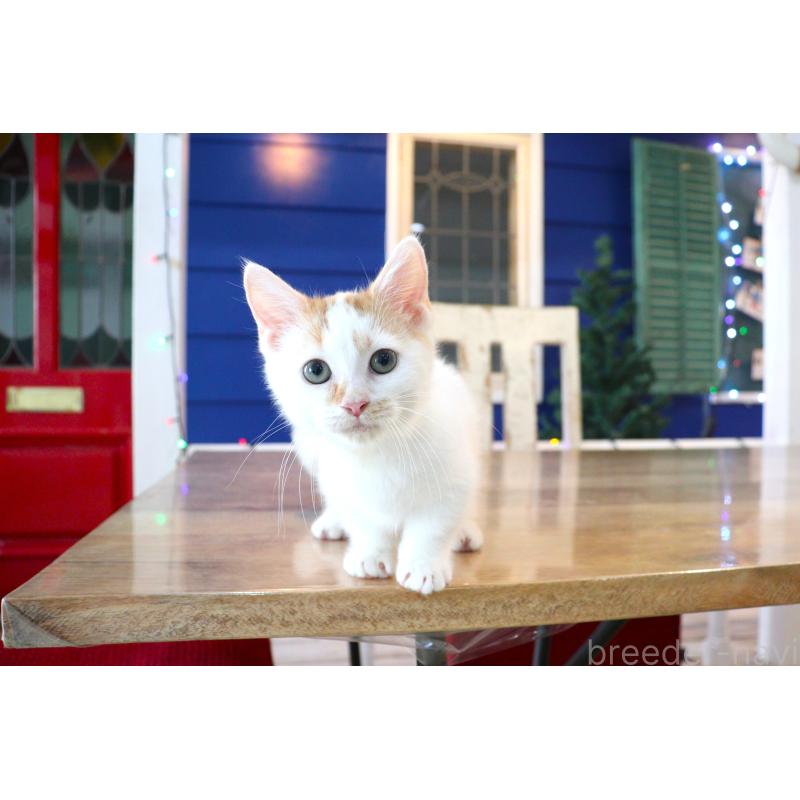 販売中の大阪府のマンチカン(短足)-123963の20枚目