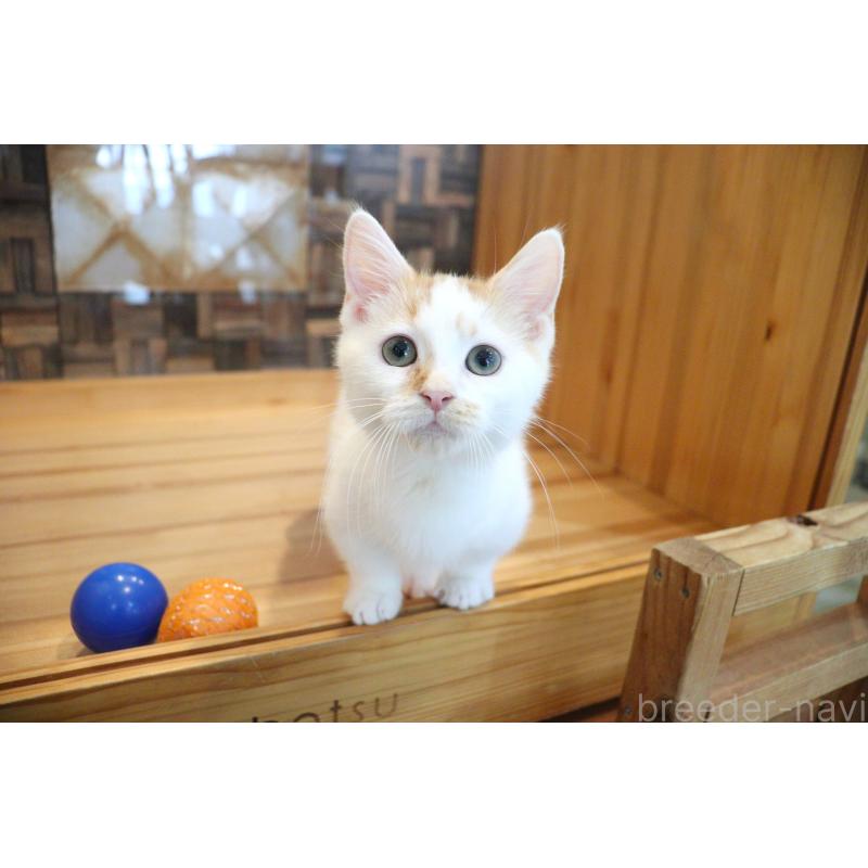 販売中の大阪府のマンチカン(短足)-123963
