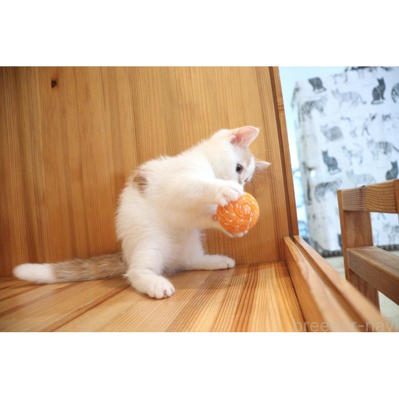 販売中の大阪府のマンチカン(短足)-123963の18枚目