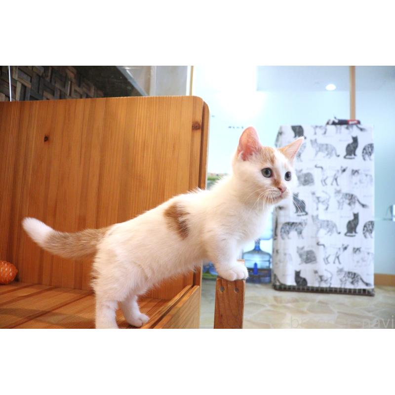 販売中の大阪府のマンチカン(短足)-123963の17枚目