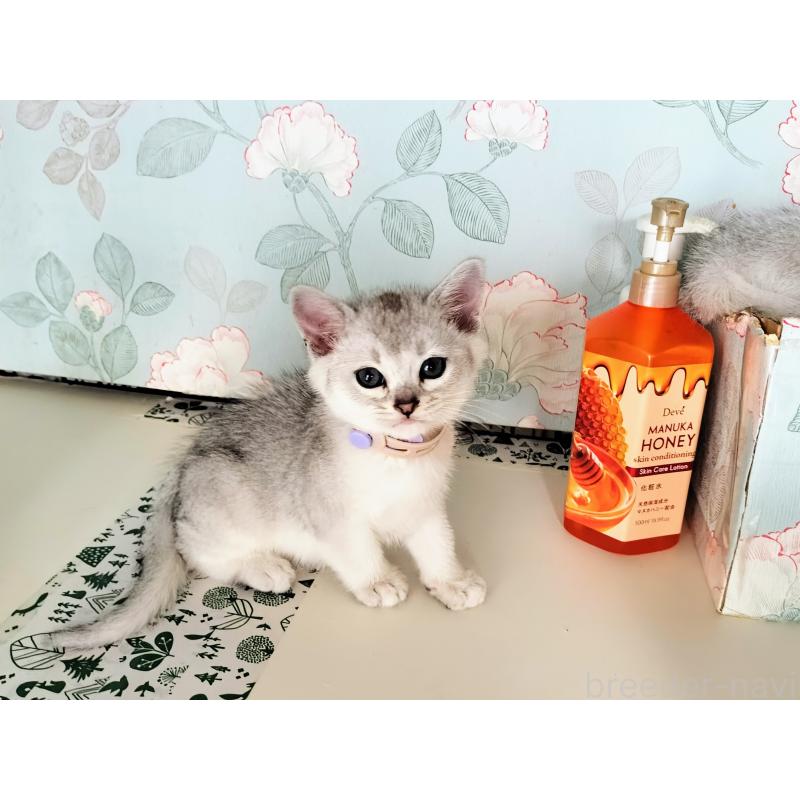 販売中の東京都のバーミラ-127405の4枚目