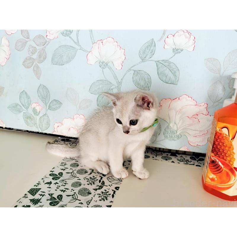 販売中の東京都のバーミラ-127397の3枚目