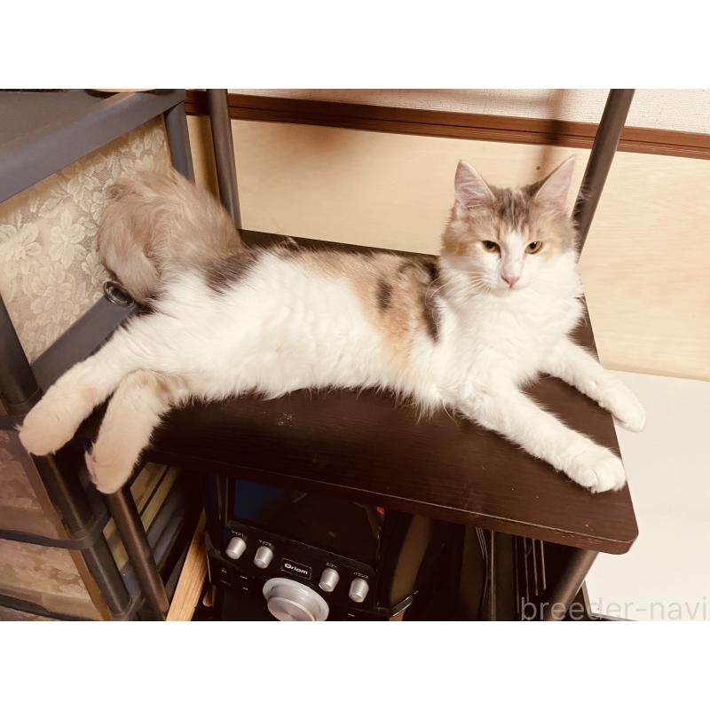 販売中の京都府のメインクーン-113941の5枚目