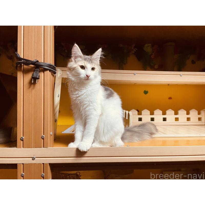 販売中の京都府のメインクーン-113941の4枚目