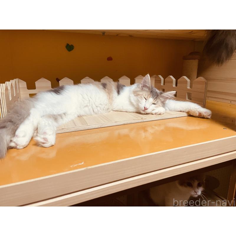 販売中の京都府のメインクーン-113941の3枚目