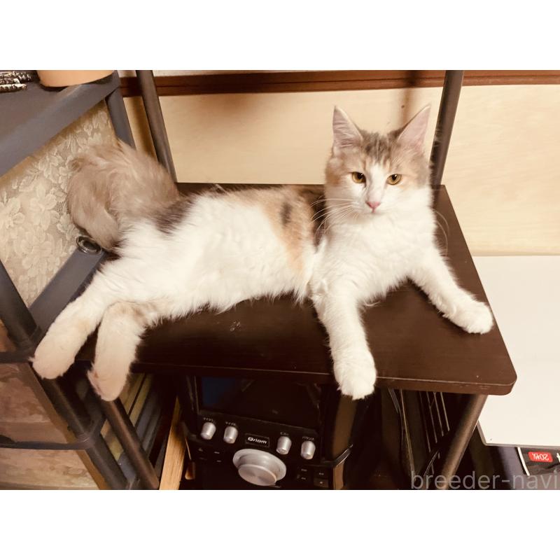 販売中の京都府のメインクーン-113941