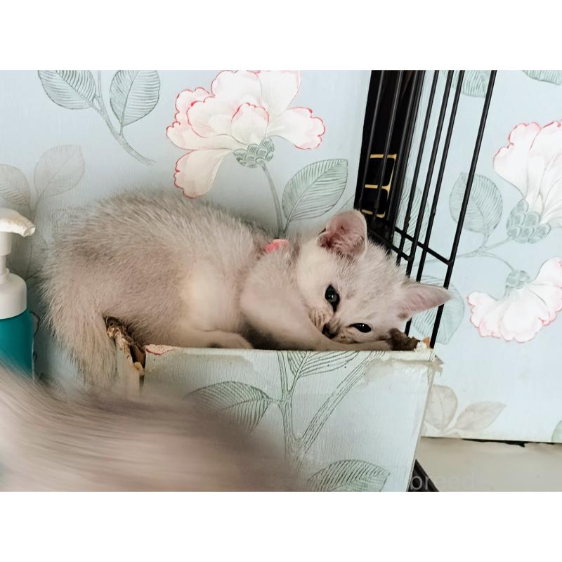 販売中の東京都のバーミラ-127398の7枚目