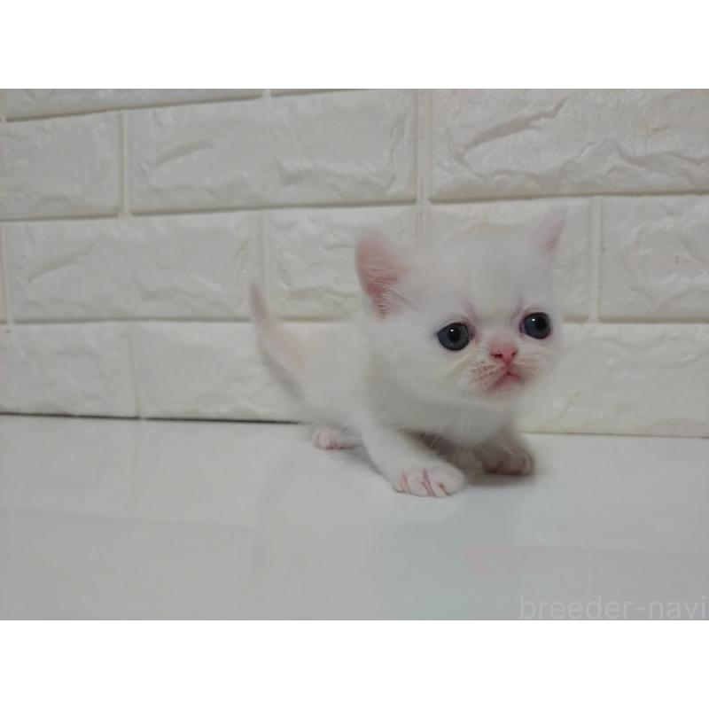 販売中の静岡県のエキゾチックショートヘア-127838の3枚目