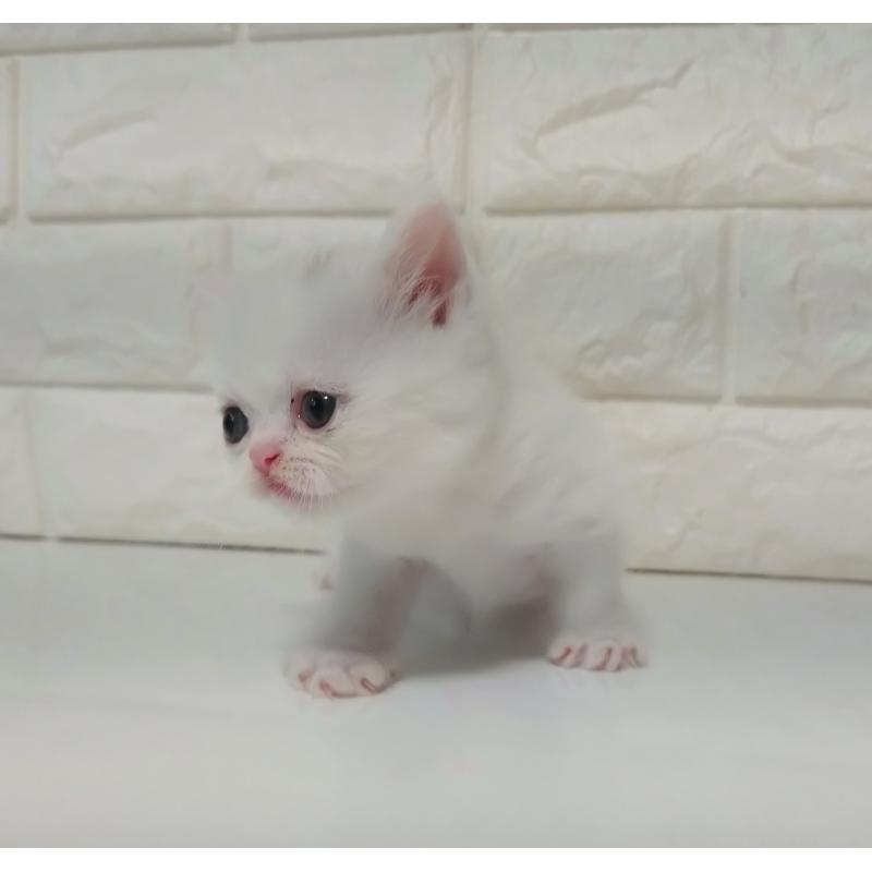 販売中の静岡県のエキゾチックショートヘア-127839の3枚目