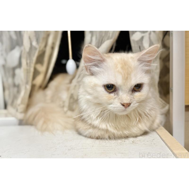 販売中の栃木県のミヌエット(短足)-118766の2枚目