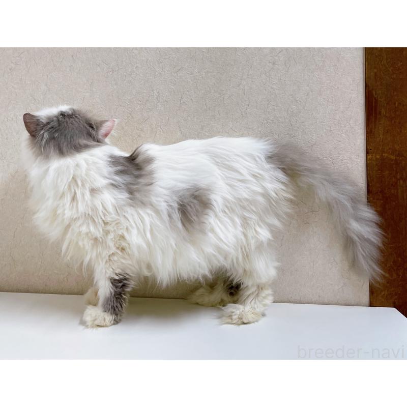 成約済の東京都のサイベリアン-117185の4枚目