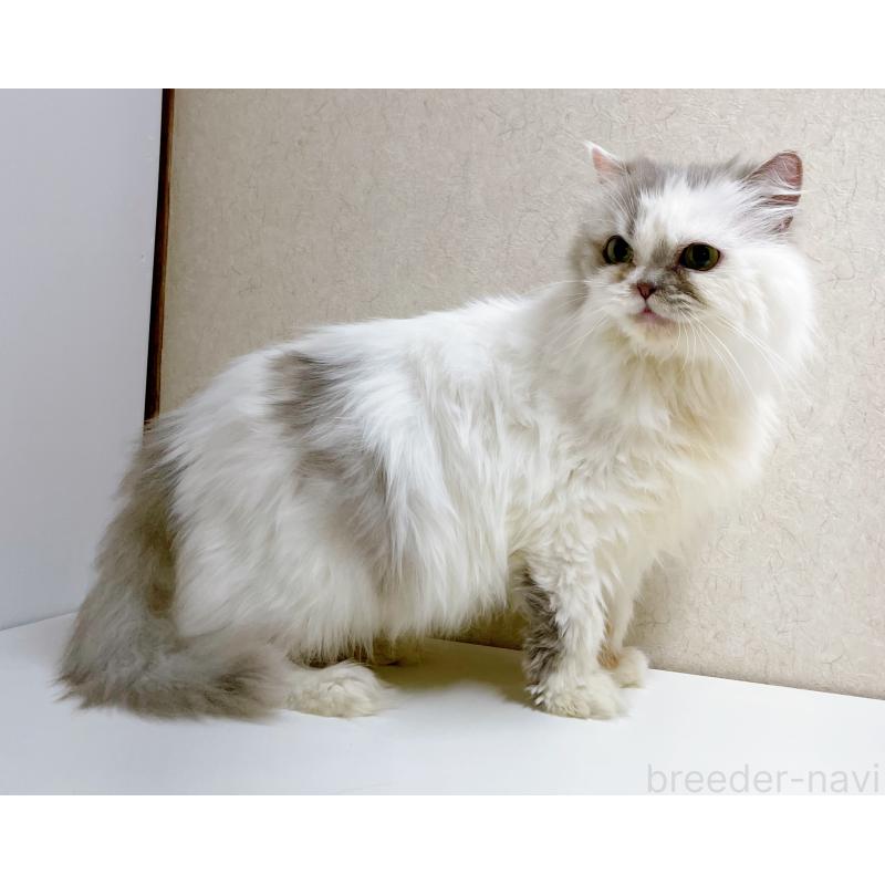 成約済の東京都のサイベリアン-117185の3枚目