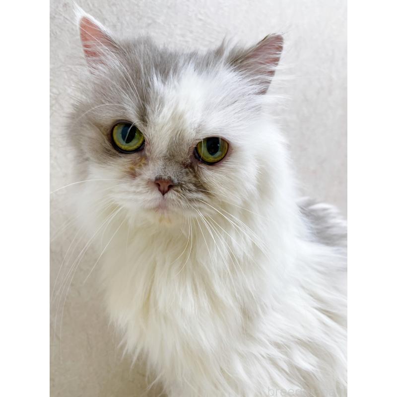 成約済の東京都のサイベリアン-117185の2枚目