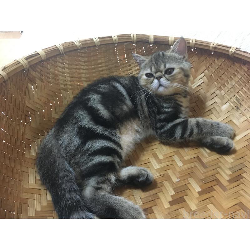 販売中の神奈川県のエキゾチックショートヘア-123402の11枚目