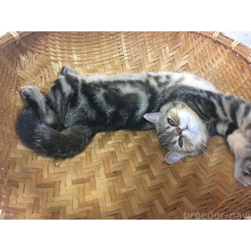 販売中の神奈川県のエキゾチックショートヘア-123402の9枚目
