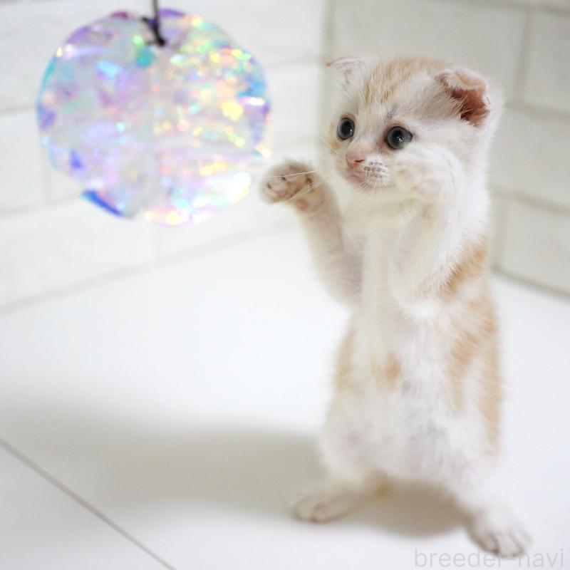 成約済の愛知県のスコティッシュフォールド-126971の3枚目