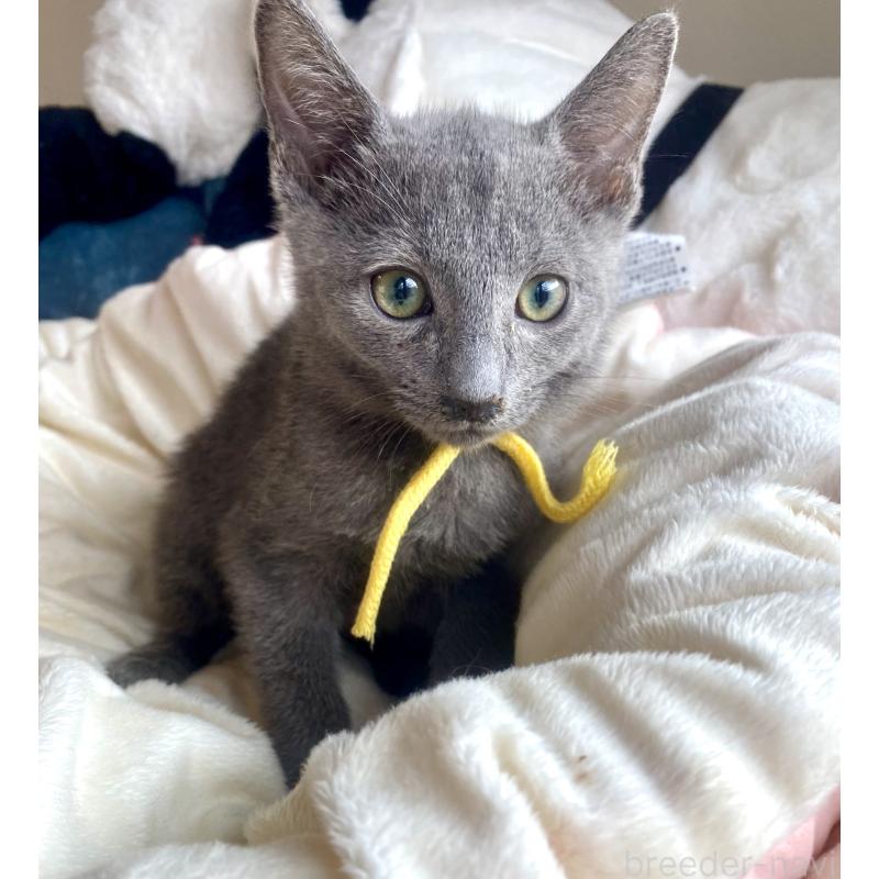 販売中の東京都のロシアンブルー-124534の39枚目